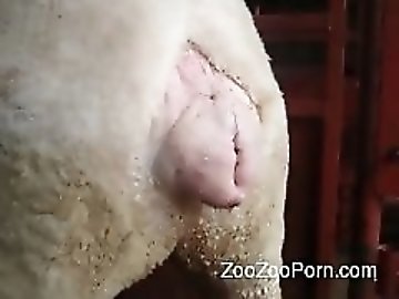Zoo porno hd